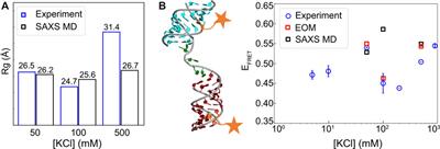 Visualizing RNA Structures by SAXS-Driven MD Simulations